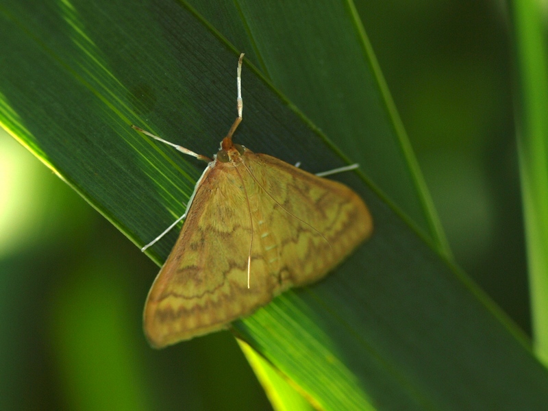 Crambidae
